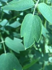 Thalictrum revolutum
