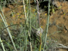 Gomphocarpus filiformis