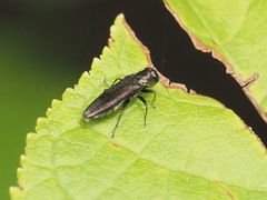 Agrilus derasofasciatus