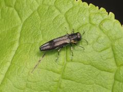 Agrilus derasofasciatus