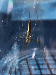 Tetragnatha versicolor