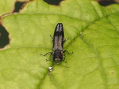 Agrilus derasofasciatus