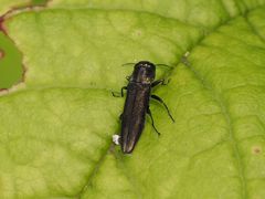 Agrilus derasofasciatus