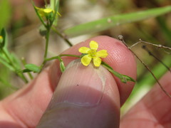Linum striatum