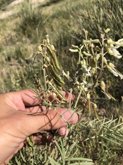 Astragalus racemosus