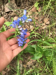 Penstemon cyananthus