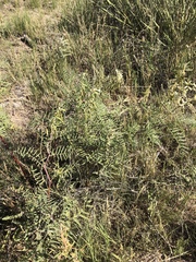 Astragalus racemosus