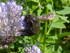 Xylocopa violacea