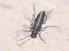 Epicauta cinctipennis