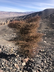 Eriogonum rixfordii
