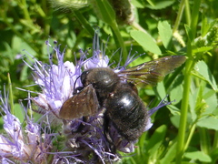 Xylocopa violacea