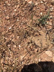 Astragalus lindheimeri