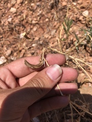 Astragalus lindheimeri
