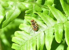 Parhelophilus obsoletus