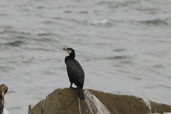 Phalacrocorax carbo image