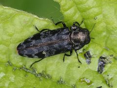 Coraebus rubi