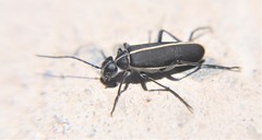 Epicauta cinctipennis