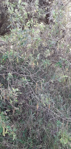 Senna morongii, photograph 6