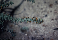 Daviesia pachyphylla