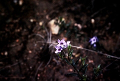 Halgania andromedifolia