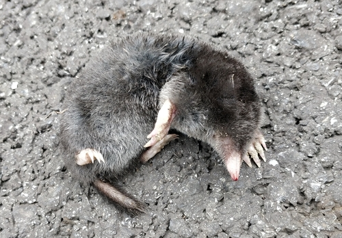 Hairy-tailed Mole