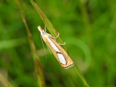 Catoptria conchella