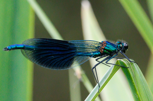 Banded Demoiselle, photo 7 of 9