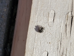 Pseudeuophrys erratica