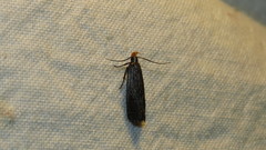 Dichomeris purpureofusca