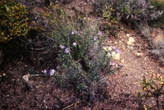 Halgania andromedifolia
