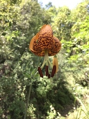 Lilium humboldtii