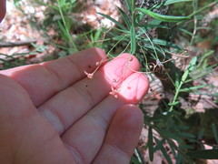 Euonymus nanus