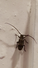 Exocentrus adspersus