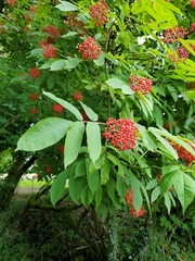 Sambucus racemosa