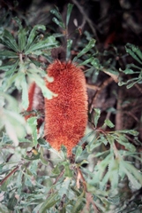 Banksia media