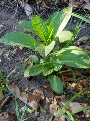 Phytolacca americana