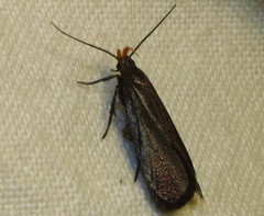 Dichomeris purpureofusca