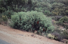 Banksia media