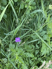 Geranium palustre
