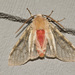 Edwards' Glassy-wing Moth - Photo (c) Natalie McNear, some rights reserved (CC BY-NC)