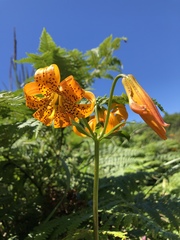 Lilium columbianum