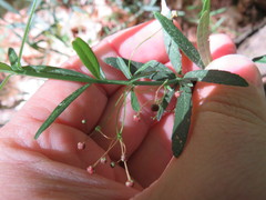 Euonymus nanus