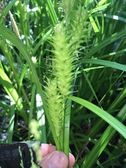 Carex lupuliformis