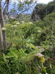 Heracleum stevenii