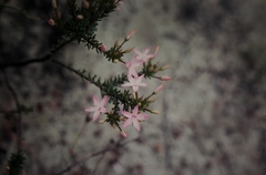 Calytrix decandra