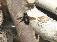 Xylocopa violacea