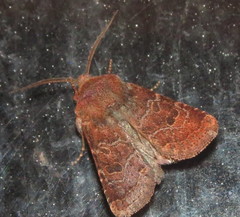 Protorthodes oviduca