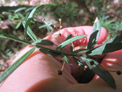 Euonymus nanus