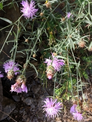 Centaurea comperana