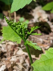 Botrychium angustisegmentum